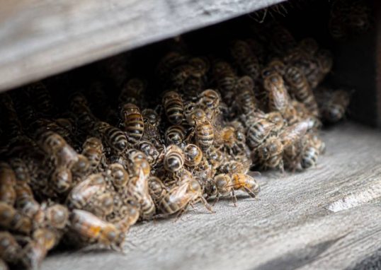 Abeille hibernation : comment les abeilles survivent-elles à l’hiver ?