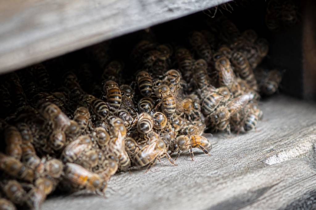 Abeille hibernation : comment les abeilles survivent-elles à l’hiver ?