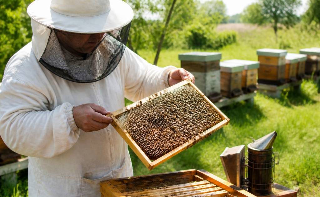 Matériel apicole du Poitou : équipements essentiels pour les apiculteurs