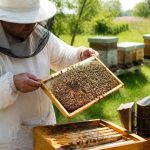 Matériel apicole du Poitou : équipements essentiels pour les apiculteurs
