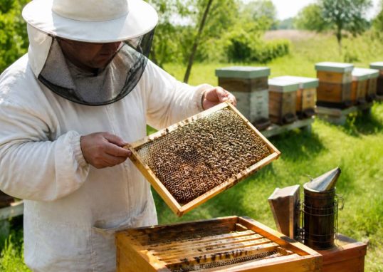 Matériel apicole du Poitou : équipements essentiels pour les apiculteurs