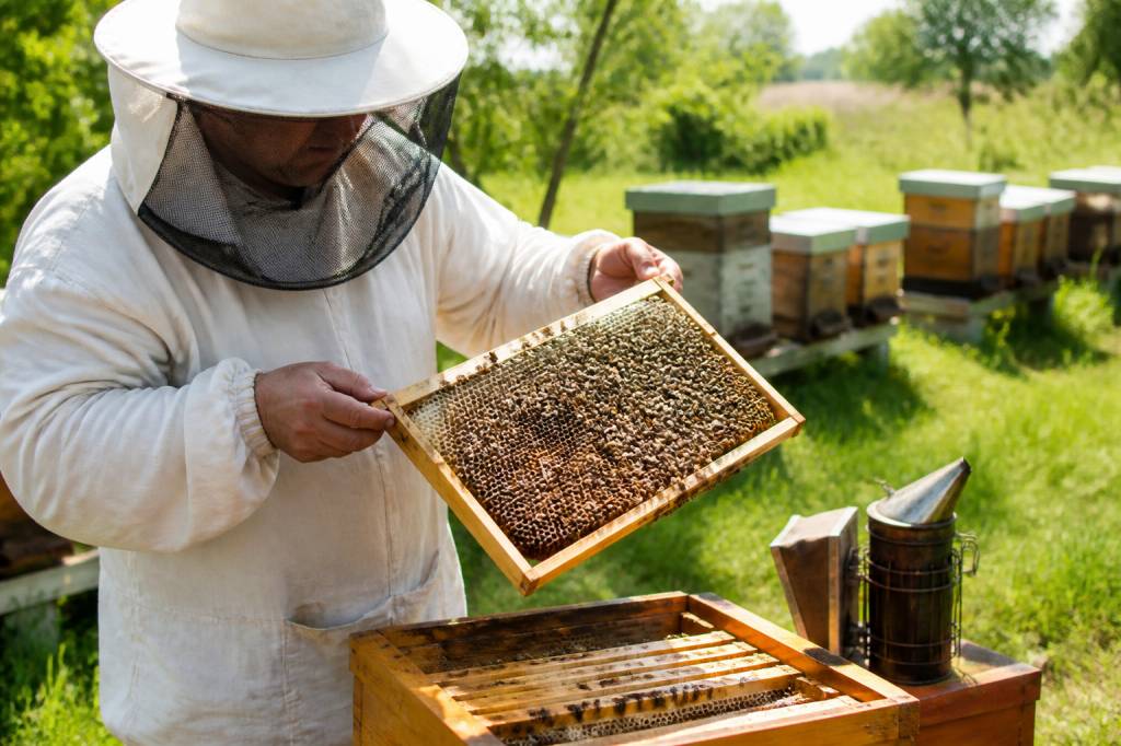 Matériel apicole du Poitou : équipements essentiels pour les apiculteurs