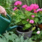 Engrais geranium pour autres plantes : conseils d’utilisation au jardin