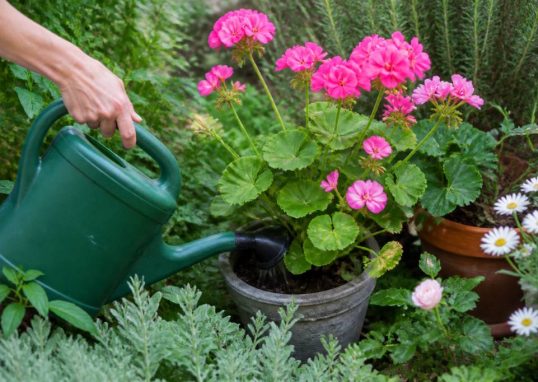 Engrais geranium pour autres plantes : conseils d’utilisation au jardin