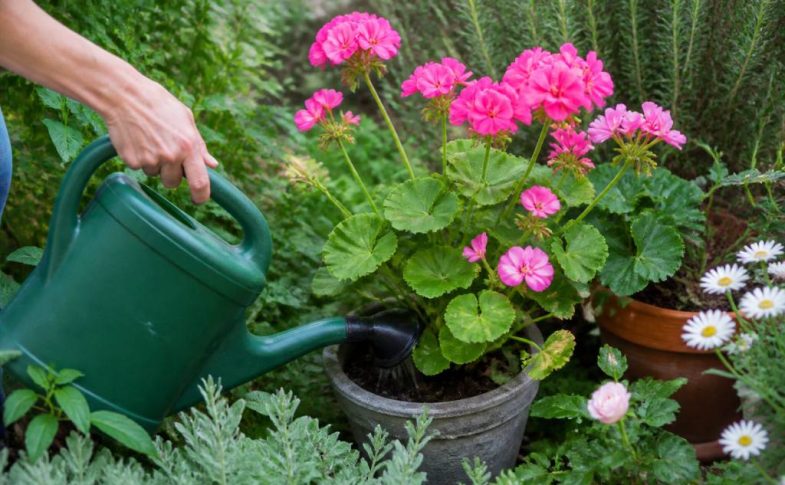 Engrais geranium pour autres plantes : conseils d’utilisation au jardin