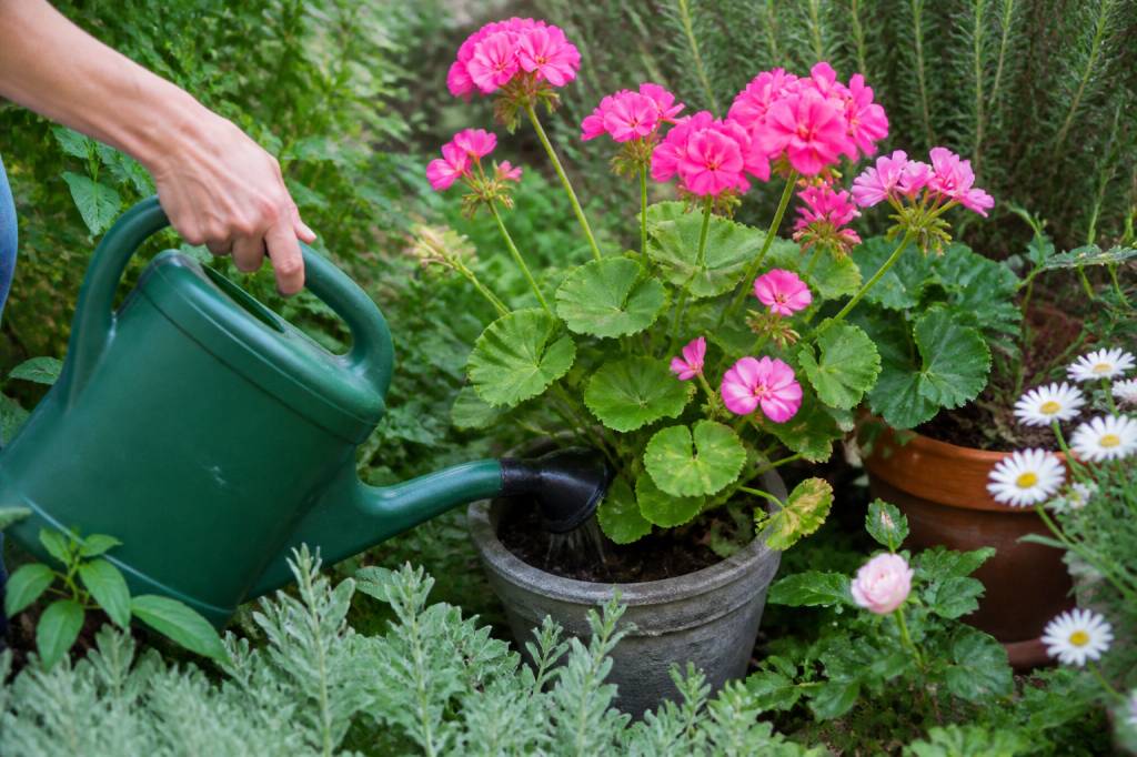 Engrais geranium pour autres plantes : conseils d’utilisation au jardin