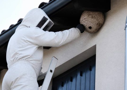Destruction nid de guepes Mions : intervention rapide pour particuliers et professionnels