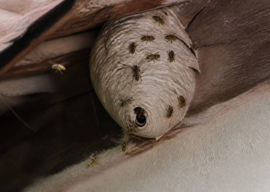 Destruction nid de guepes Bron : élimination du nid en toute sécurité