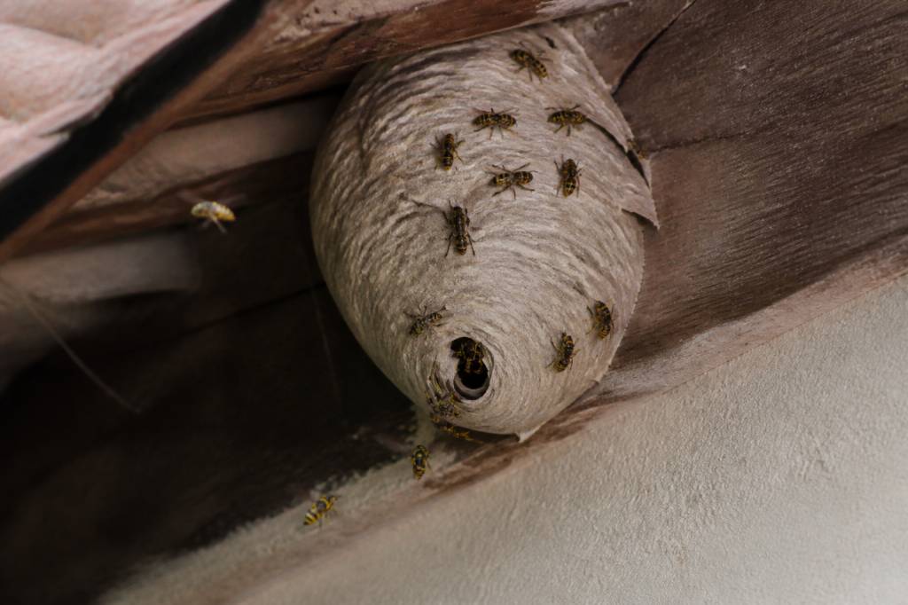 Destruction nid de guepes Bron : élimination du nid en toute sécurité