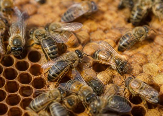 Abeille travailleuse : rôle et importance dans la colonie