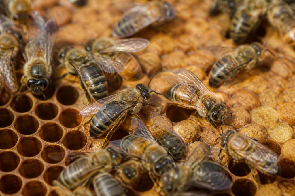 Abeille travailleuse : rôle et importance dans la colonie