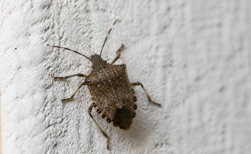 Grosse punaise : comment l’identifier et éviter sa présence autour de la maison