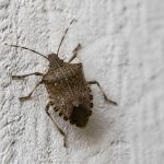 Grosse punaise : comment l’identifier et éviter sa présence autour de la maison