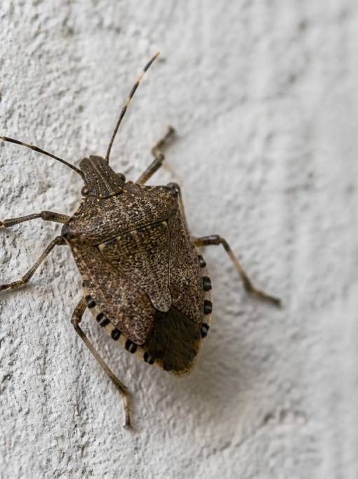 Grosse punaise : comment l’identifier et éviter sa présence autour de la maison