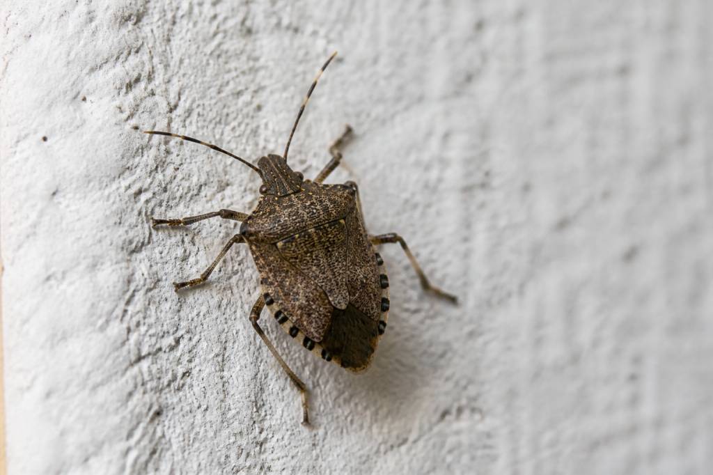Grosse punaise : comment l’identifier et éviter sa présence autour de la maison