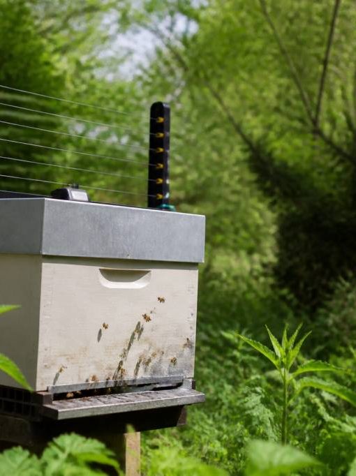 Harpe électrique frelon prix : quel modèle choisir pour protéger ses ruches ?