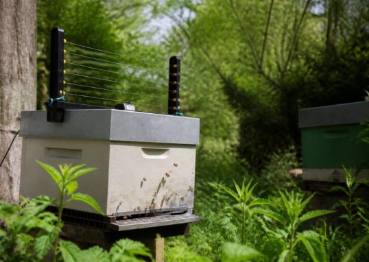 Harpe électrique frelon prix : quel modèle choisir pour protéger ses ruches ?