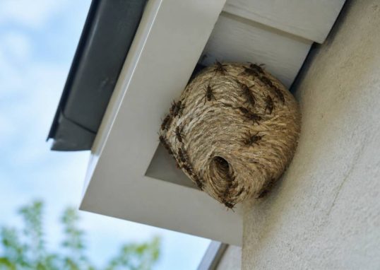 Destruction nid de guepes Ecully : pourquoi éviter de détruire un nid soi-même