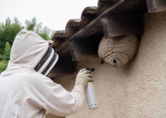 Destruction nid de guepes Givors : faites supprimer votre nid de guêpes en toute sécurité