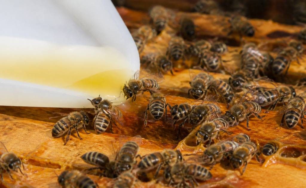 Abeille alimentation : les besoins essentiels pour une colonie en bonne santé