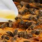 Abeille alimentation : les besoins essentiels pour une colonie en bonne santé
