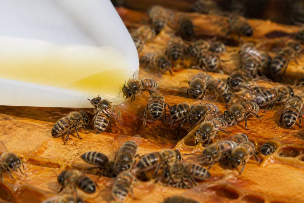 Abeille alimentation : les besoins essentiels pour une colonie en bonne santé