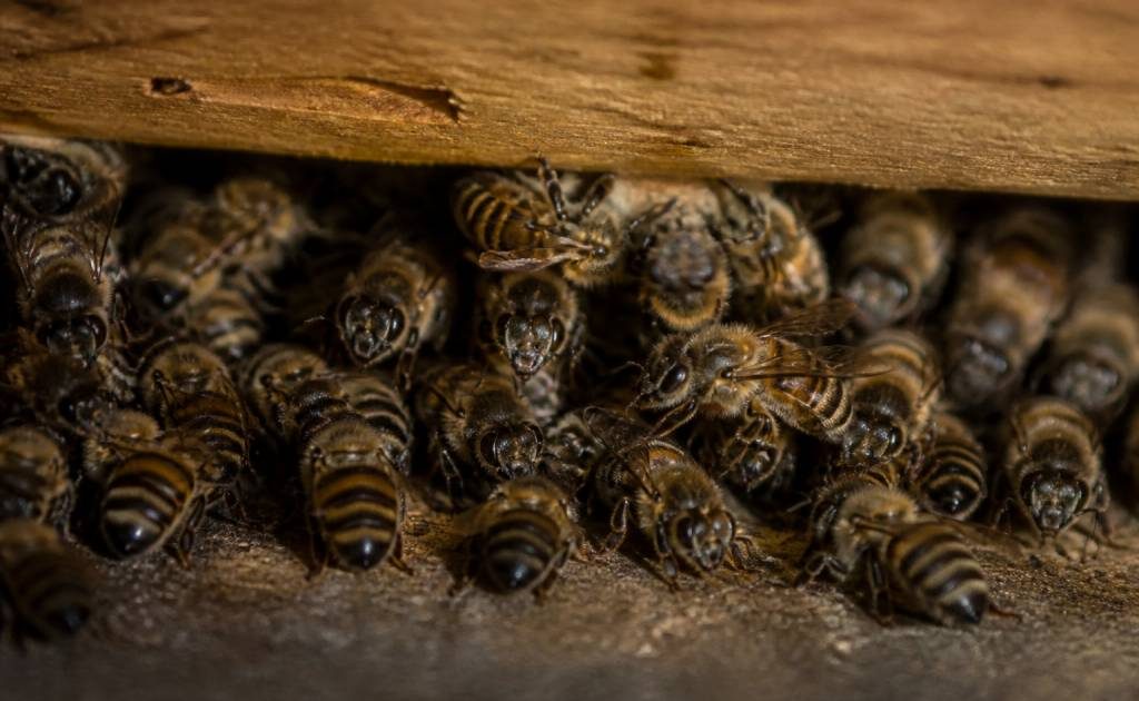 Abeille hiberne : que devient-elle en hiver ?