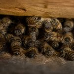 Abeille hiberne : que devient-elle en hiver ?