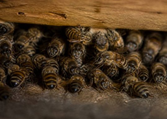 Abeille hiberne : que devient-elle en hiver ?