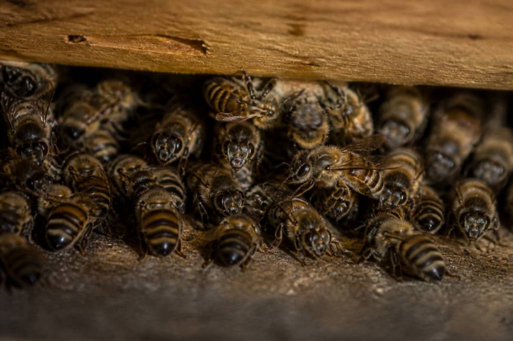 Abeille hiberne : que devient-elle en hiver ?