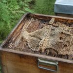 Mites larves : comment protéger vos ruches des infestations de fausse teigne