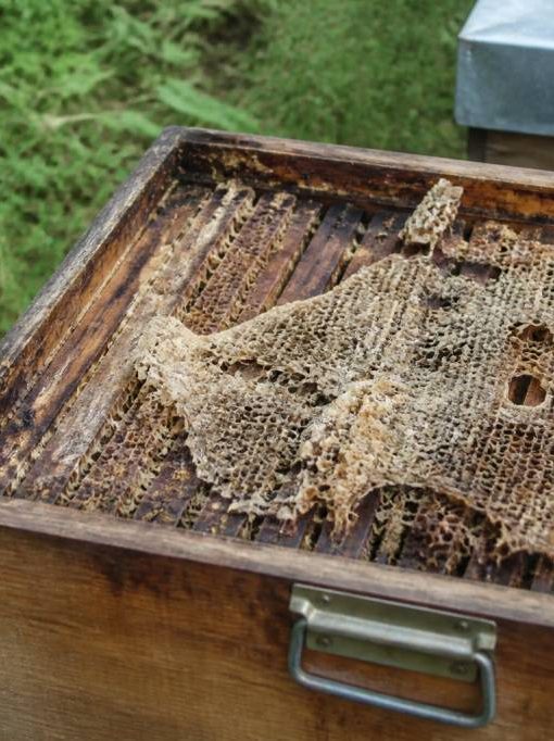 Mites larves : comment protéger vos ruches des infestations de fausse teigne