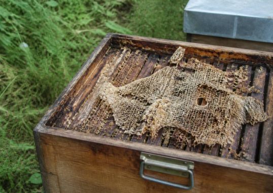 Mites larves : comment protéger vos ruches des infestations de fausse teigne