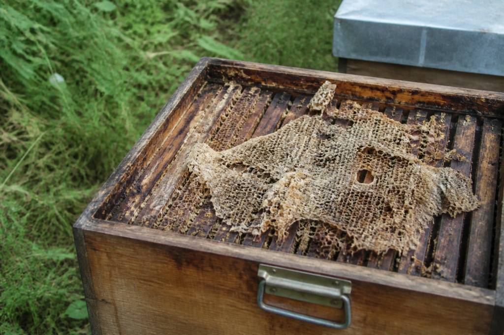 Mites larves : comment protéger vos ruches des infestations de fausse teigne