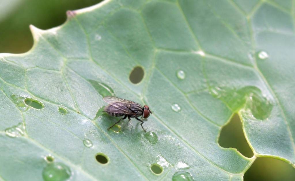 Mouche du choux : comment protéger vos cultures naturellement