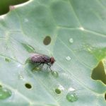 Mouche du choux : comment protéger vos cultures naturellement