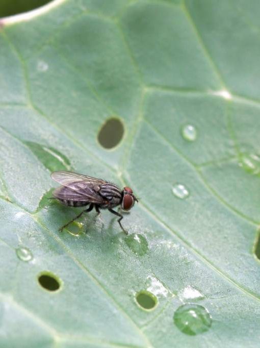 Mouche du choux : comment protéger vos cultures naturellement