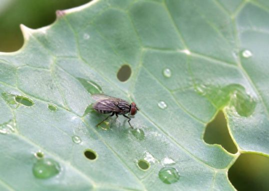 Mouche du choux : comment protéger vos cultures naturellement