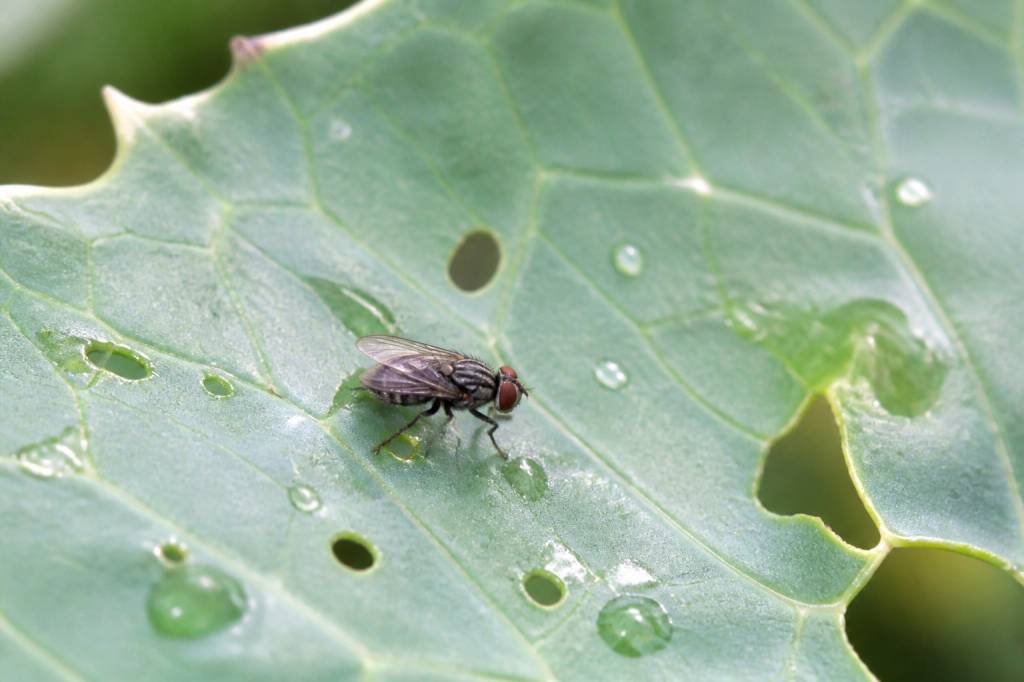 Mouche du choux : comment protéger vos cultures naturellement