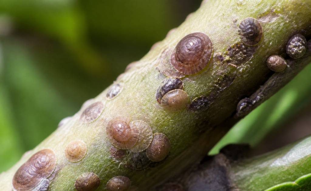 Cochenilles marron : comment les identifier et les éliminer efficacement