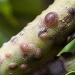 Cochenilles marron : comment les identifier et les éliminer efficacement