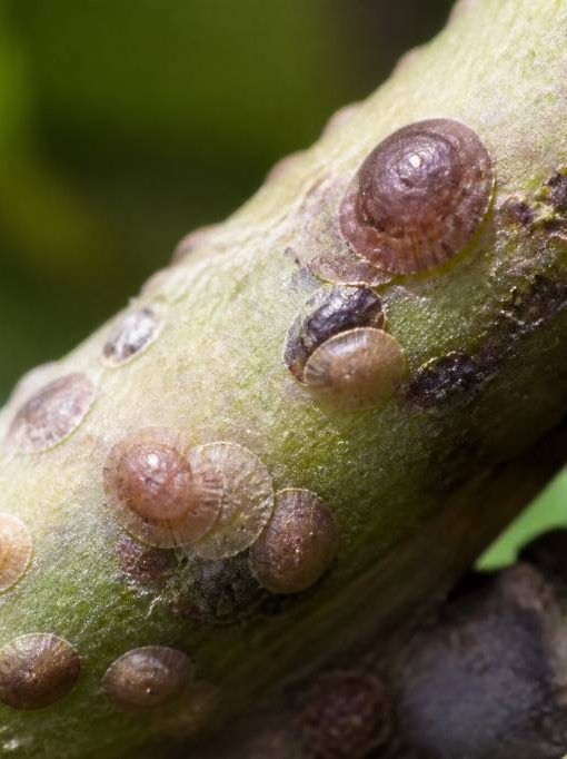Cochenilles marron : comment les identifier et les éliminer efficacement