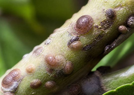 Cochenilles marron : comment les identifier et les éliminer efficacement