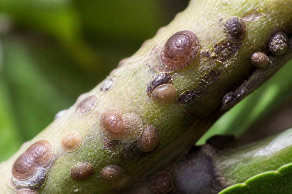 Cochenilles marron : comment les identifier et les éliminer efficacement