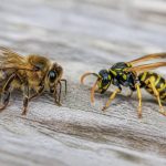 Différencier abeille et guêpe : les caractéristiques essentielles à connaître