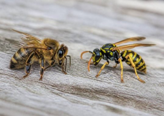 Différencier abeille et guêpe : les caractéristiques essentielles à connaître