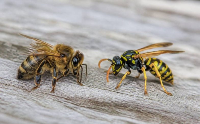 Différencier abeille et guêpe : les caractéristiques essentielles à connaître
