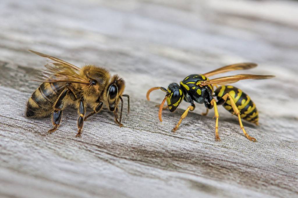 Différencier abeille et guêpe : les caractéristiques essentielles à connaître