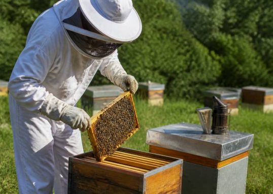 Division des ruches : méthodes et conseils pour réussir en apiculture