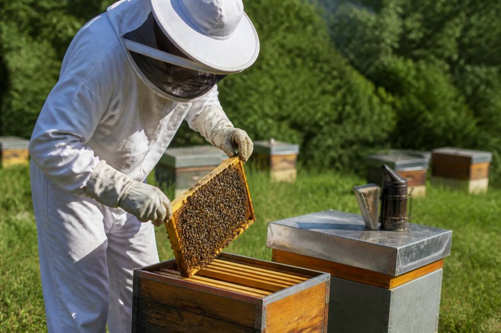 Division des ruches : méthodes et conseils pour réussir en apiculture